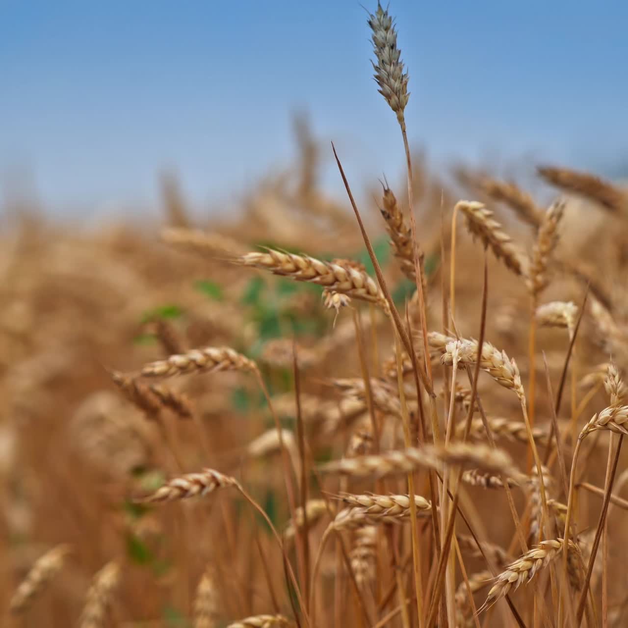 Yellow ripe spikelet of wheat swaying in the wind. Organic farming and harvesting. Wheat spikelets with ripe grains inside close up