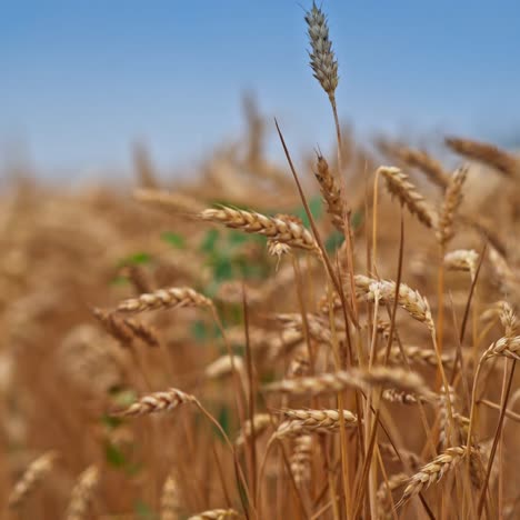 yellow ripe spikelet of wheat swaying in the wind. organic farming and harvesting. wheat spikelets with ripe grains inside close up