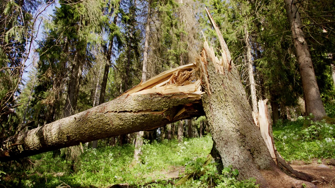 En stor trestubbe ligger brukket i en solfylt skog, omgitt av høye eviggrønne trær. Fanger ettervirkningene av naturkrefter. Nyttig for naturdokumentarer eller miljøstudier.