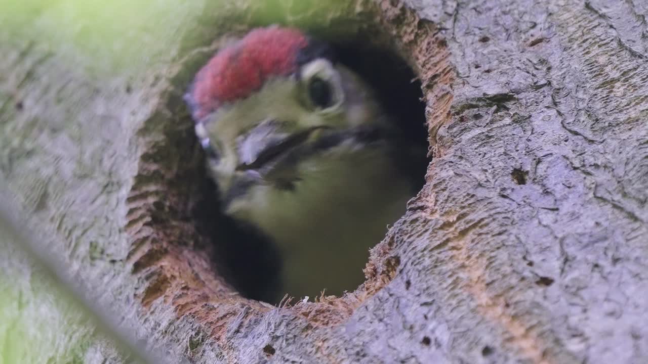 gran pájaro carpintero manchado pollito recién nacido chirriando y mirando hacia arriba desde el nido del agujero del árbol - tiro de ángulo alto constante