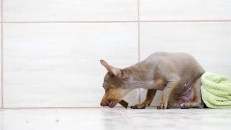 un pequeño perro lindo comiendo golosinas del suelo