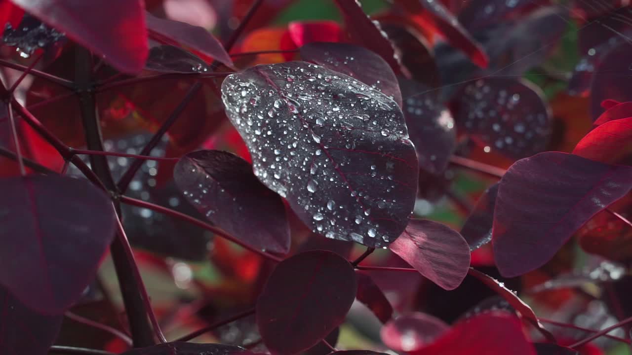 hojas rojas de rocío por la mañana