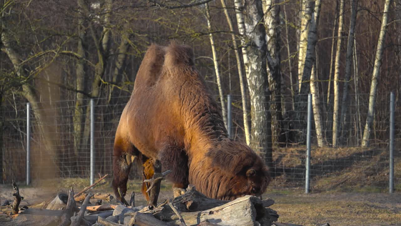 Large brown camel with soft fur standing still and moving its head around in slow motion showing off its majestic profile. Relaxed wild animal chilling natural landscape within a zoo park, Tallinn