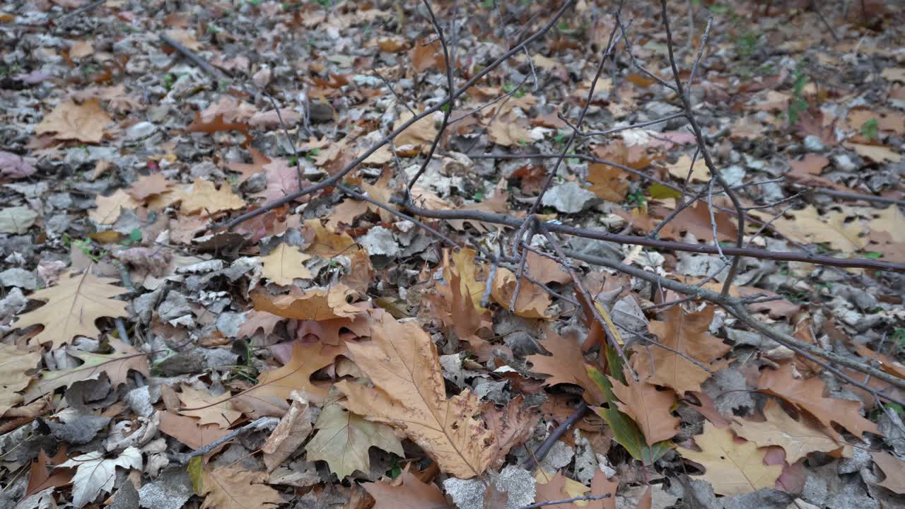A branch with many dead leaves on the floor. You can see a small wind that makes the leaves to move a little.