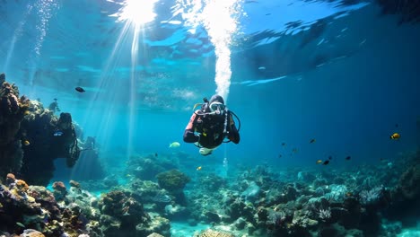 diver exploring vibrant coral reef underwater in sunny tropical waters