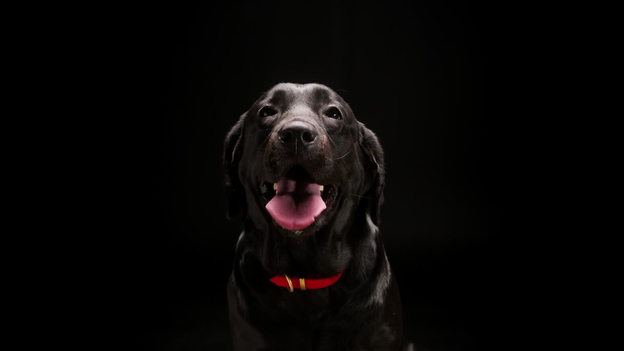 Black labrador wearing red collar on black background, close-up of dark retriever dog with open mouth and tongue out. Shooting lovely domestic pet in studio