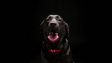 black labrador wearing red collar on black background, close-up of dark retriever dog with open mouth and tongue out. shooting lovely domestic pet in studio