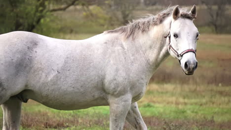 Toma-Panorámica-De-Un-Caballo-Blanco-Caminando