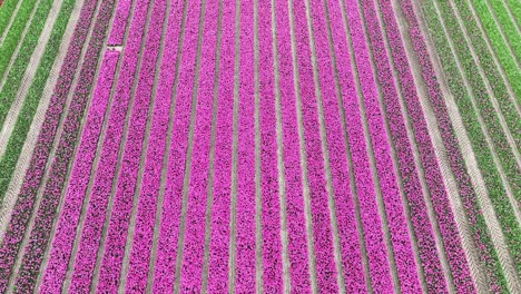 Drone-shot-of-beautiful-tulip-field-in-Netherlands-Flevoland