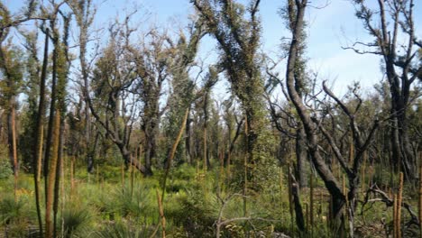 panning footage of recovering xanthorrhoea trees and euclayptus forest one year after wildfire at mallacoota, victoria, australia, december 2020