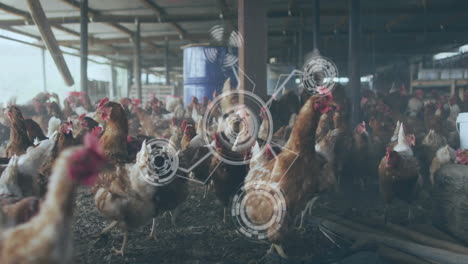 in barn, chickens with digital data processing animation overlay on screen