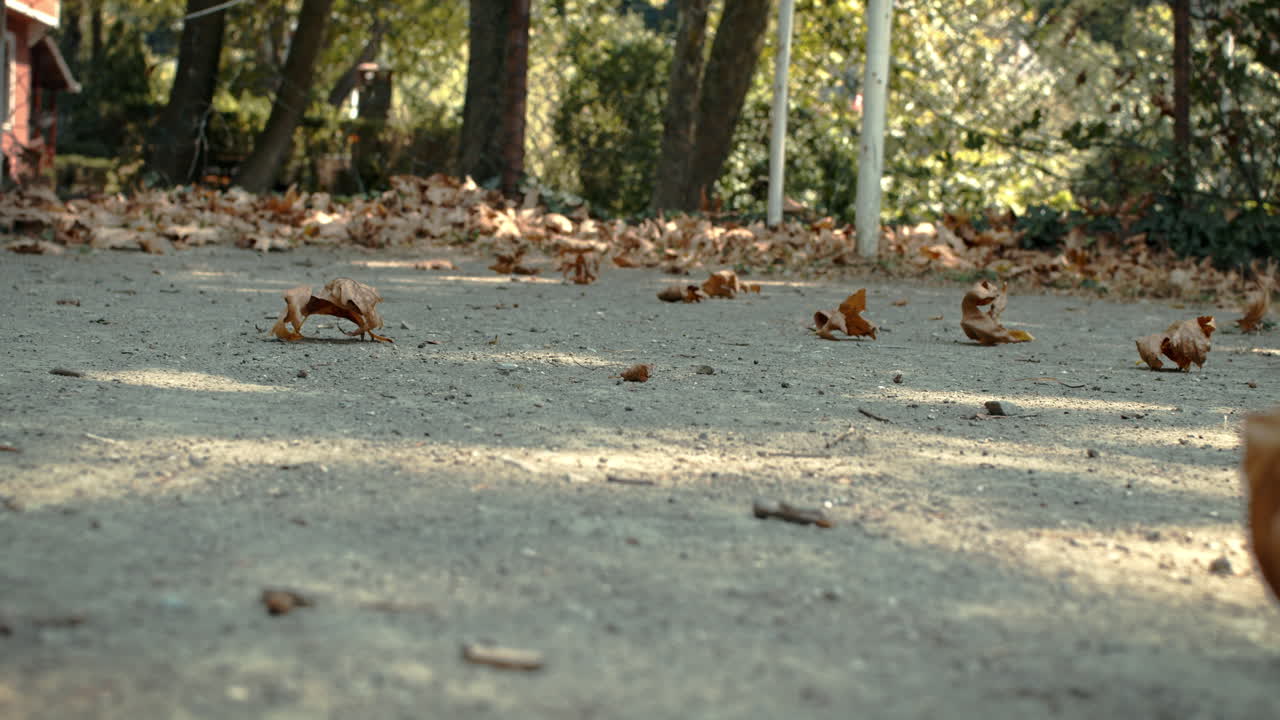 Folhas secas varrendo o chão com a brisa do vento de verão sobre o campo de futebol.