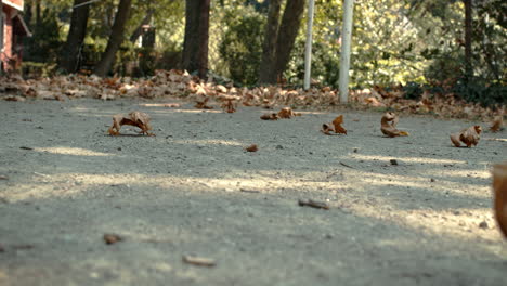 dried leaves sweeping ground with summer wind breezing over football field