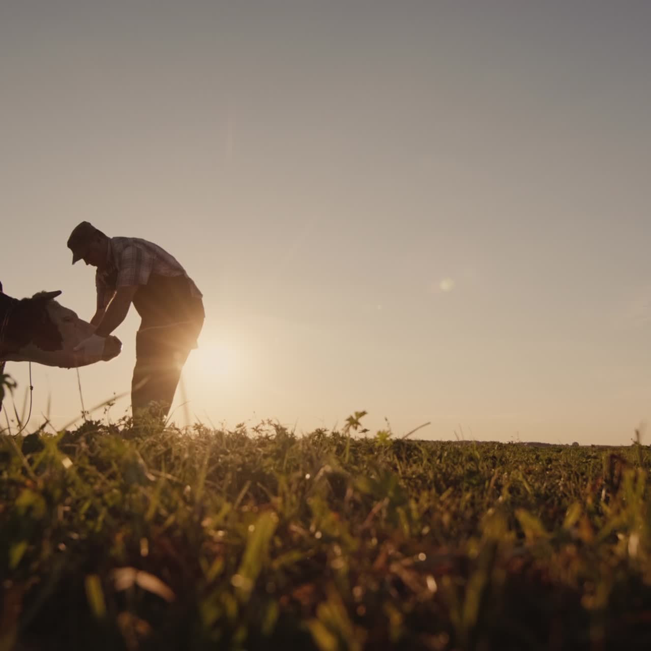 un granjero inspecciona su vaca en un prado