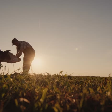 A-farmer-inspects-his-cow-in-a-meadow