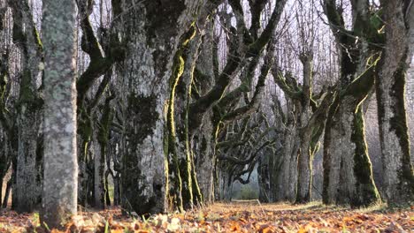 El-Viejo-Parque-De-Tilos-En-El-Territorio-De-La-Mansión,-Las-Hojas-Han-Caído