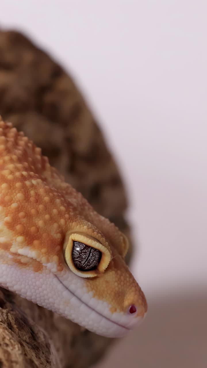 Scatto macro di profilo di un geco leopardo arancione che riposa su una roccia con sfondo bianco.