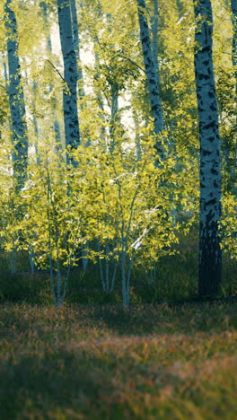 birch forest in sunlight