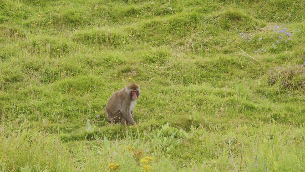 A Japanese macaque sits calmly in a lush green field, surrounded by wild grass and flowers, under soft natural daylight with a steady camera angle