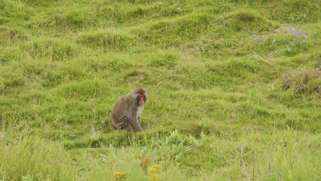 a japanese macaque sits calmly in a lush green field, surrounded by wild grass and flowers, under soft natural daylight with a steady camera angle