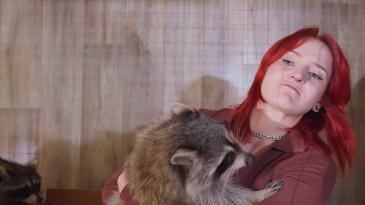 Mulher ruiva abraçando um guaxinim em ambiente interno e aconchegante, com painéis como pano de fundo, cena divertida com focinho farejador, abraço gentil, close-up da expressão de confiança, tratadora que virou acompanhante, clima de adoção e lar, caloroso e suave