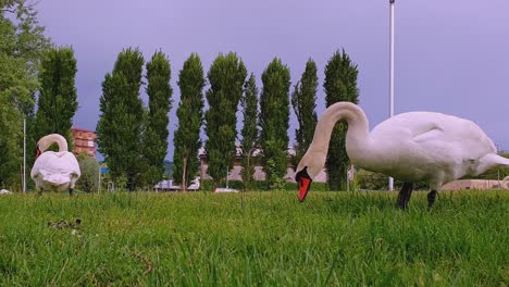 Two-swans-eat-grass.-Low-angle-pov