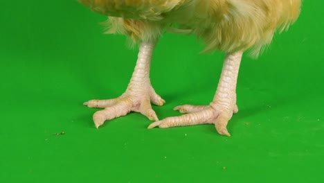 Primer-Plano-De-Patas-De-Pollo-Vivas-Sobre-Un-Fondo-De-Pantalla-Verde