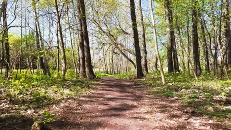 camino del bosque