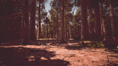 camino del bosque de sequoias iluminado por el sol
