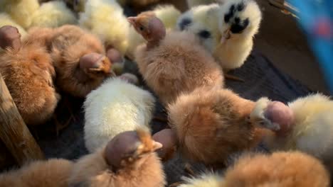 Detail-of-small-chicken-chicks