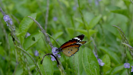 orange butter fly in tropical forest