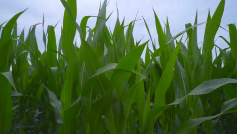 wind generator on corn field. panning from green leaves to wind generator