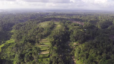 Arrozales-En-Las-Laderas-De-Ubud,-Una-Ciudad-Indonesia-En-La-Isla-De-Bali,-Vista-Aérea-Con-Inclinación-Lenta-Hacia-El-Horizonte