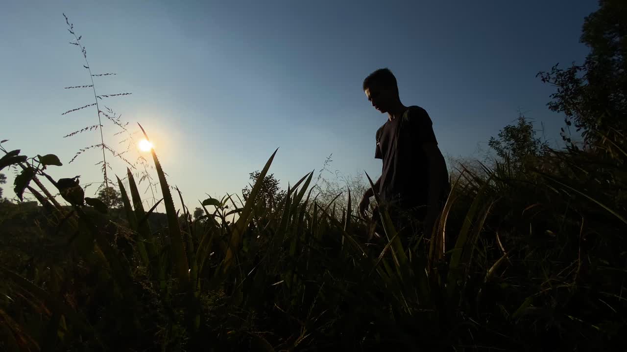 일몰, 낮은 각도에서 높은 풀 초목을 통해 궁금해 실루엣 젊은이