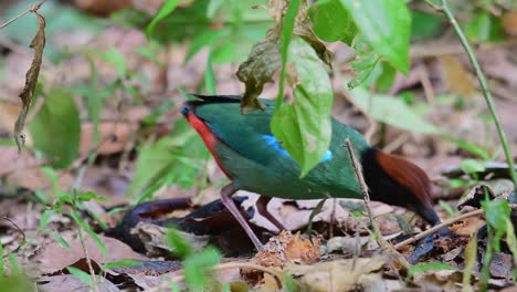 Hooded-Pitta,-Pitta-sordida