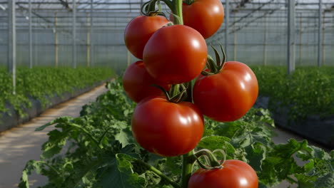 fresh tomatoes growing in a greenhouse