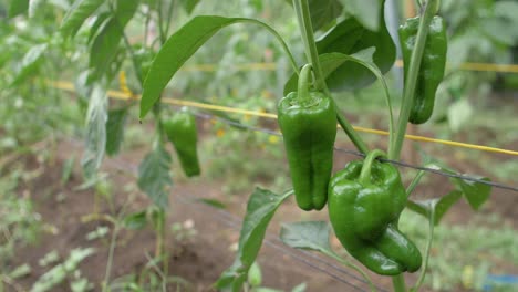 pimientos verdes maduros en un huerto orgánico listos para la cosecha