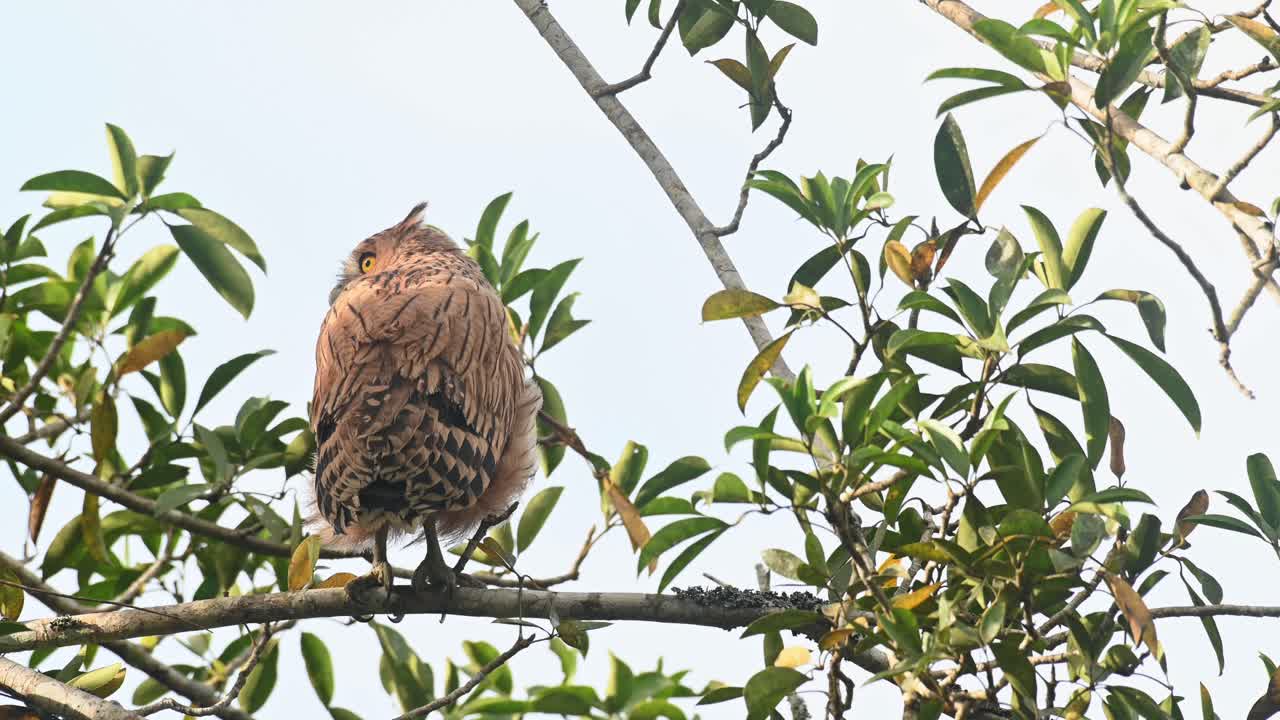 buffy fish owl ketupa ketupu, un novato visto desde su espalda mientras mira alrededor extendiendo su cabeza para mirar hacia atrás y arriba, parque nacional khao yai, tailandia