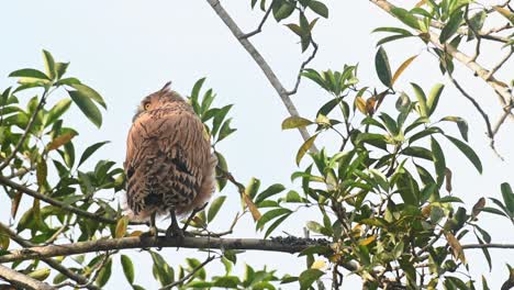 Buffy-Fish-Owl-Ketupa-Ketupu,-Un-Novato-Visto-Desde-Su-Espalda-Mientras-Mira-Alrededor-Extendiendo-Su-Cabeza-Para-Mirar-Hacia-Atrás-Y-Arriba,-Parque-Nacional-Khao-Yai,-Tailandia