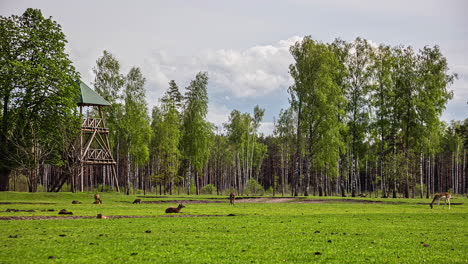 foto de un grupo de ciervos pastando sobre las praderas verdes en las afueras de un bosque en un lapso de tiempo