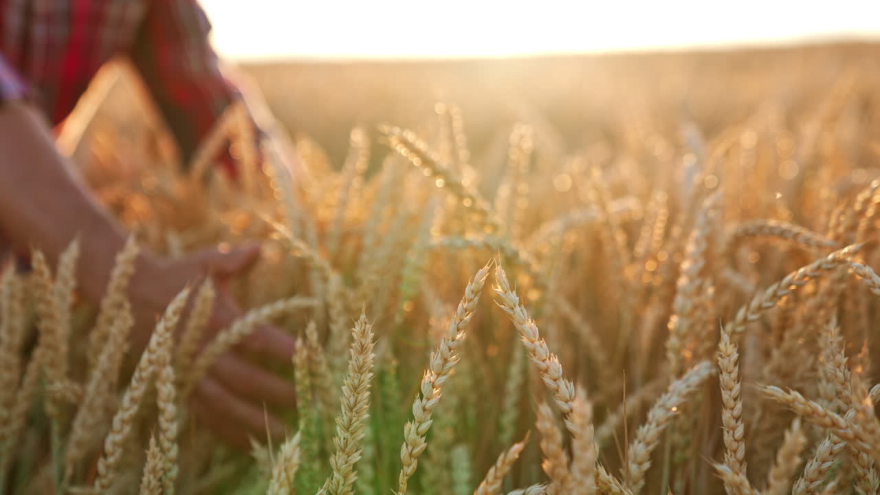 Beautiful ears of ripe wheat in the light of sunset in the agricultural field. Unrecognized person at backdrop in blur.