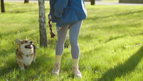 a person playing and walking with a corgi dog in a sunny park
