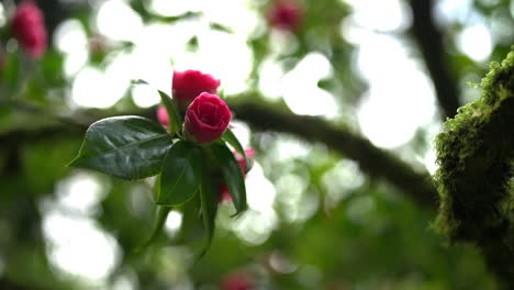 close-up of a pink camellia blossom