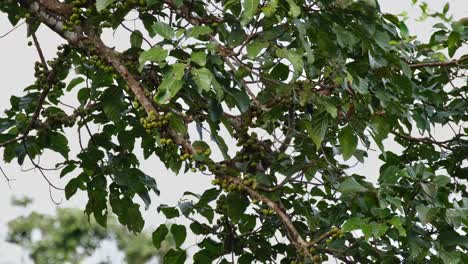 visto en lo profundo de la rama en busca de la fruta adecuada para comer, la civeta de palma de tres rayas arctogalidia trivirgata, tailandia