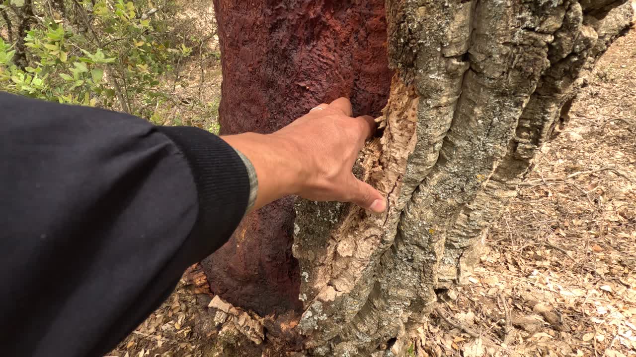 hermosa vista de la plantación de robles de corcho con corteza recién desmenuzada después de la cosecha