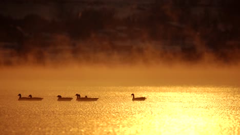 flock of canada geese swimming in misty lake