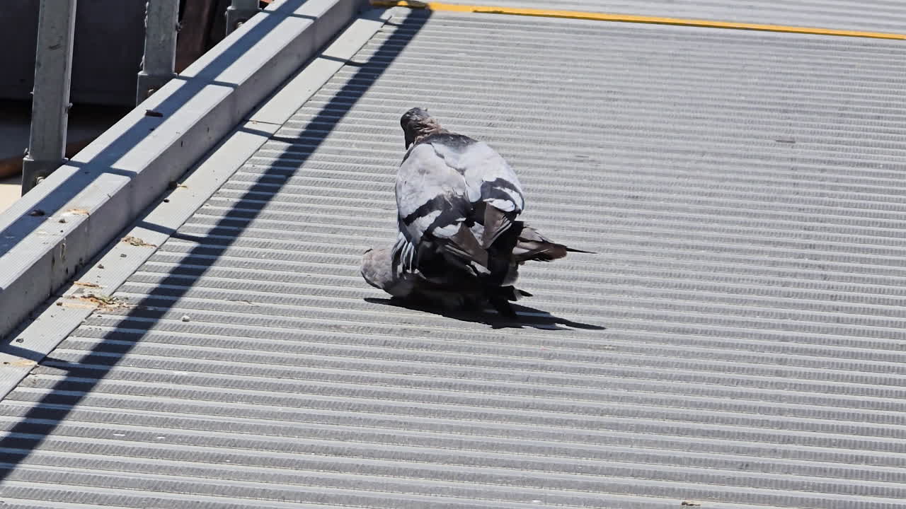 Coppia di piccioni impegnati in un comportamento di accoppiamento naturale, catturati con dettagli nitidi in 4K. Questo filmato ravvicinato di fauna selvatica mostra l'autentico comportamento degli uccelli in un ambiente urbano.
