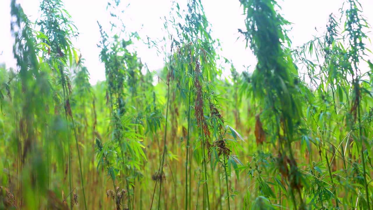 el viento como factor clave en el cultivo de cáñamo al aire libre
