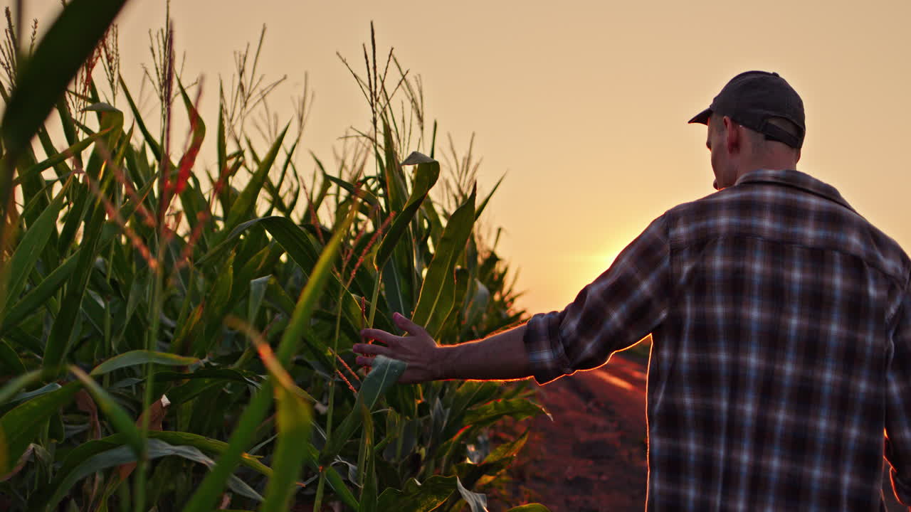 granjero en un campo de maíz al atardecer