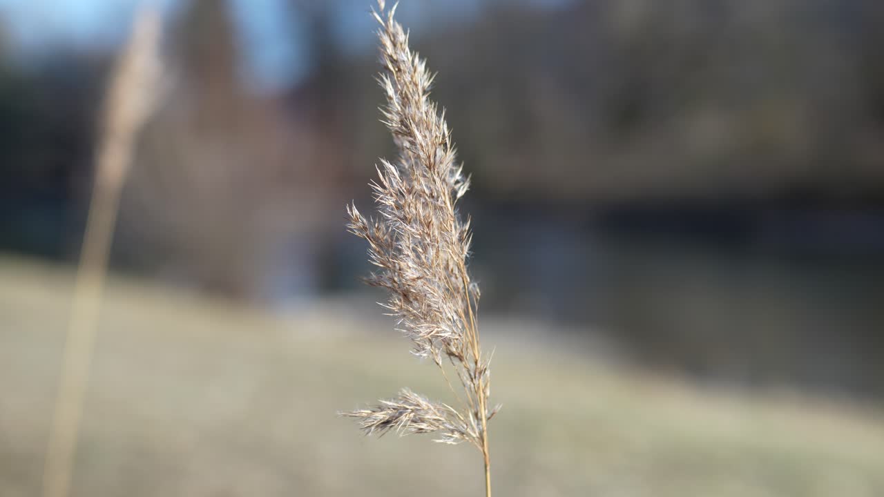 Close-up view of golden reeds swaying gracefully in the wind, capturing the delicate movement and warm tones of nature.